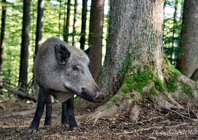 Cinghiale